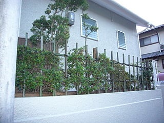 庭木を剪定､竹垣もきれいになりました!